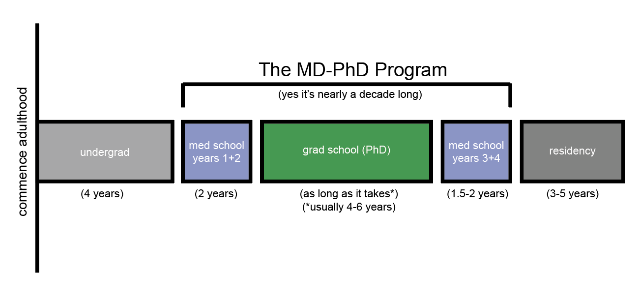 What is MD-PhD training (and why am I still a student?)