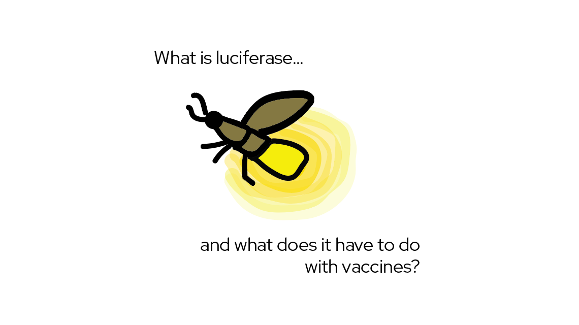 What is luciferase and what does it have to do with vaccines?