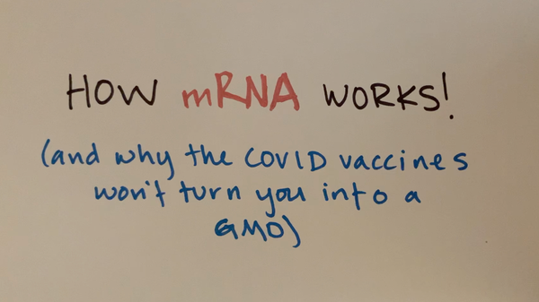 What are mRNA vaccines, and will they turn me into a GMO?