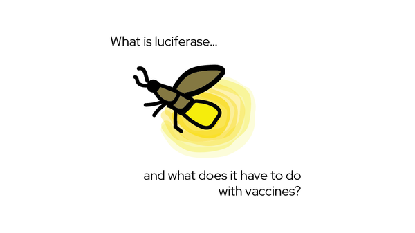 What is luciferase and what does it have to do with vaccines?